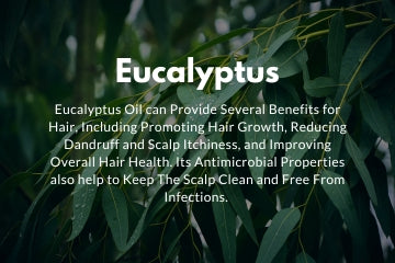 Eucalyptus