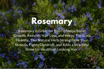 Rosemary oil